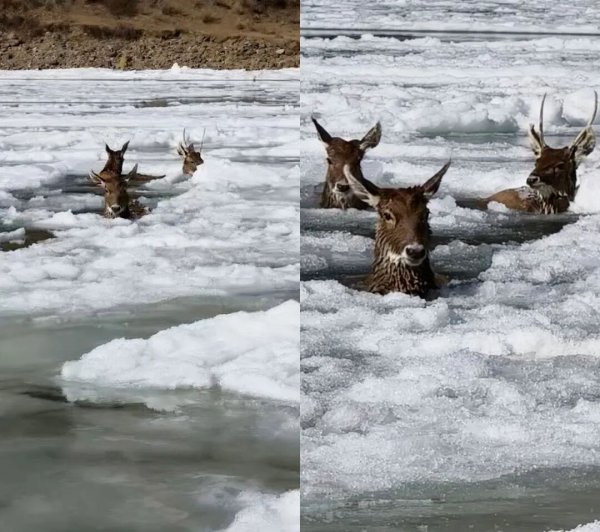 零下10℃，四川德格警民破冰救出三只国度一级保护动物